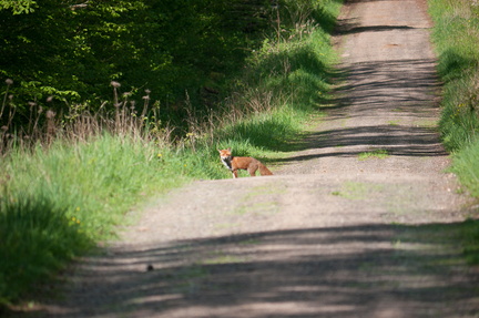 Maître Renard en vadrouille