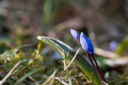 Premiers crocus en Lorraine