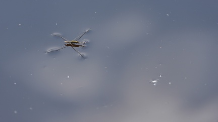 Une neppe, insecte d'eau