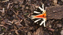L'écaille chinée-Euplagia quadripunctaria-Arctiidae