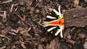 L'écaille chinée-Euplagia quadripunctaria-Arctiidae