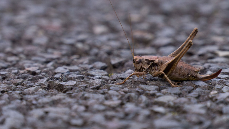 14082014-P1070176.jpg