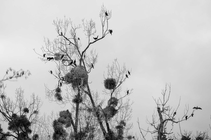 Arbre à cormorans