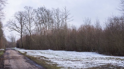 Forêt de Haye