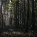 La forêt de Montargis