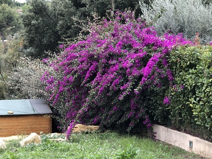 Le bougainvillée n’a jamais été aussi beau 