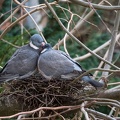 Tendresse