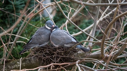 Tendresse