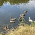 Crèche de cygnes 