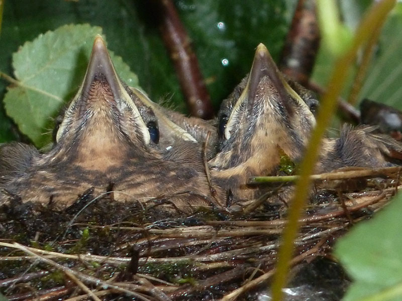 Bébés merles au nid