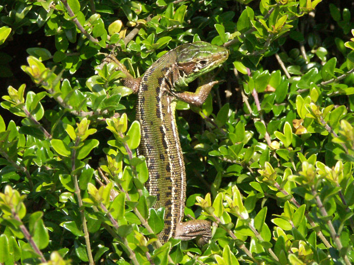 Un beau lézard vert dans les nitidas