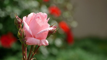 Les roses du Château