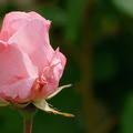 Les roses du Château