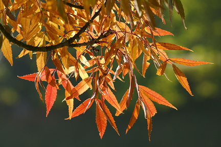 Feuilles d'automne