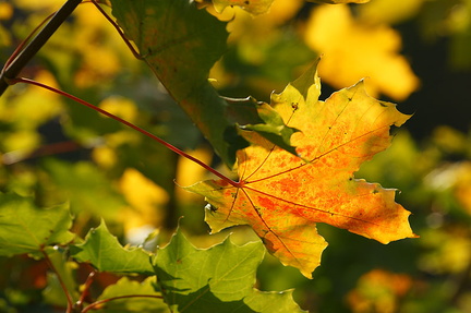 Feuilles d'automne