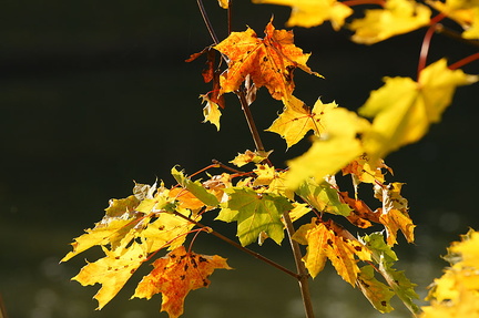 Feuilles d'automne