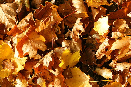 Feuilles d'automne