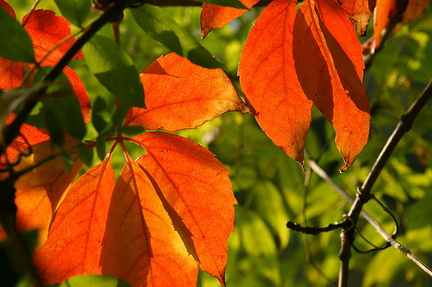 Feuilles d'automne