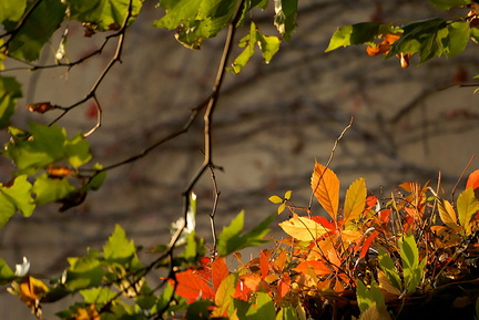 Feuilles d'automne