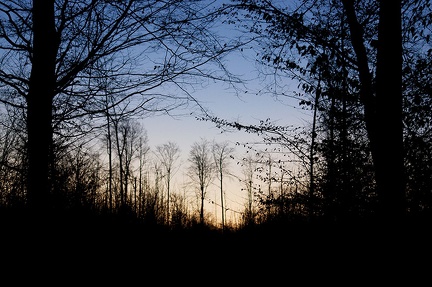 Le jour se lève sur la forêt de Haye. Il fait -4°C