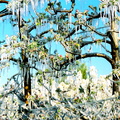 Les stalactiques obtenues par l'aspertion des fleurs de cerisier pour les protéger du grand froid