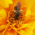 Une abeille avec les pattes arrières pleines de pollen