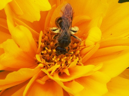 Une abeille avec les pattes arrières pleines de pollen