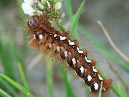 La chenille du machaon