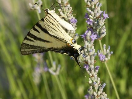 Machaon sur une fleur de lavande