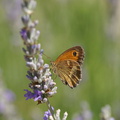 Papillon sur la lavande