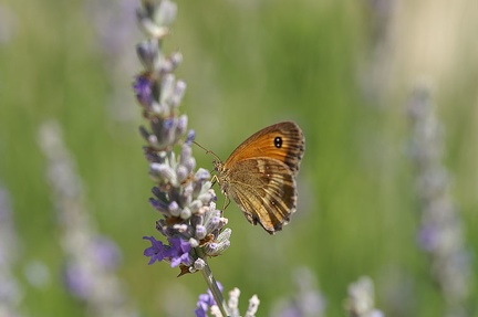 Papillon sur la lavande