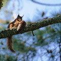 Petit déjeuner d&#039;un écureuil sur le camping de Claouey