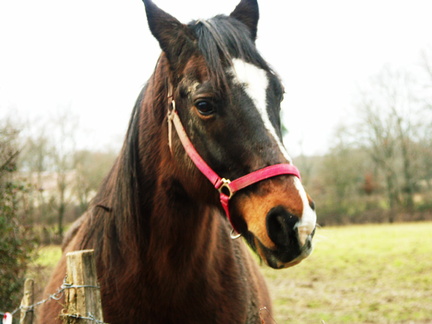 Lulu le cheval