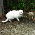 2-Un chat blanc rencontré au cours de notre ballade