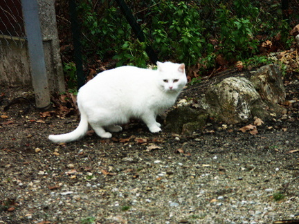 2-Un chat blanc rencontré au cours de notre ballade