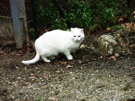 2-Un chat blanc rencontré au cours de notre ballade