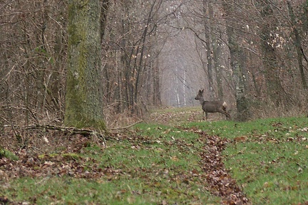 Chevreuil