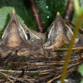 Bébés merles au nid