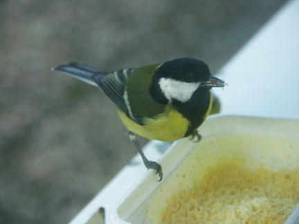 Une mésange charbonnière