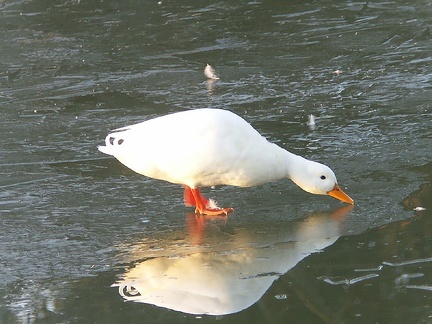 Le canard blanc cherche de l&#039;eau à boire sur la glace
