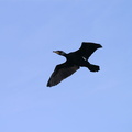 Trafic aérien au dessus de la Meurthe : cormorans