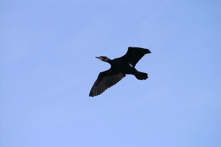 Trafic aérien au dessus de la Meurthe : cormorans