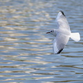 Mouette rieuse adulte