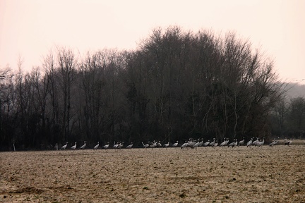 Grues cendrées