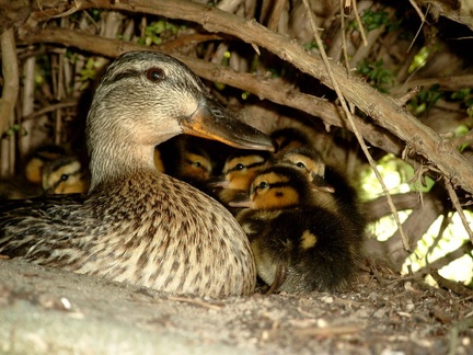 Maman cane et ses petits à l'éclosion