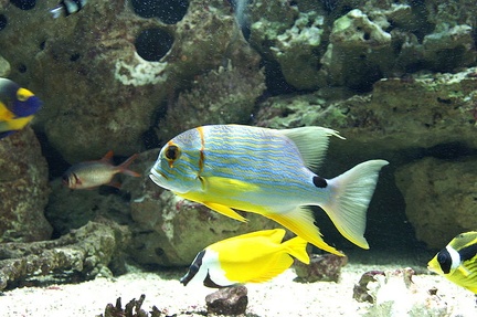 Vivaneau voilier (Symphorichthys spilurus)