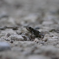 De minuscules grenouilles cherchent l'eau