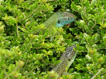 Deux lézards se font la causette