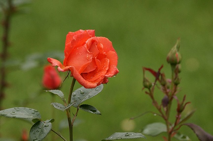 Rose de la Pépinière