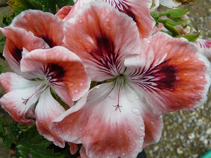 Fleurs d'Auron